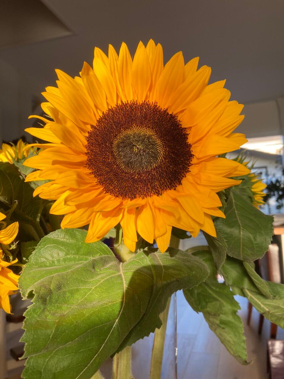 sunflower