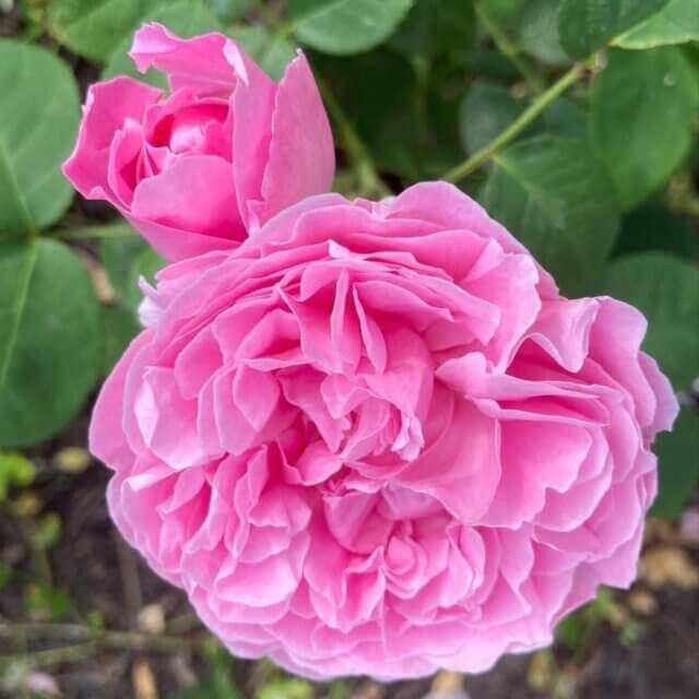 Blooming pink rose