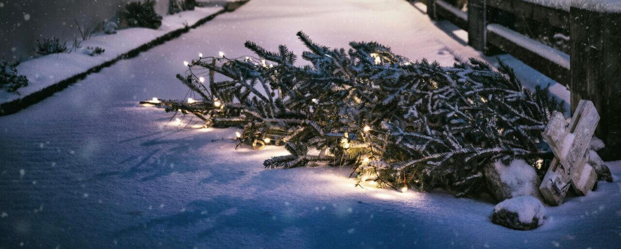 fallen christmas tree