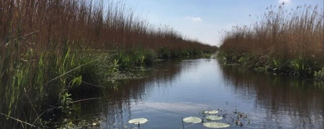 Water passage between reeds