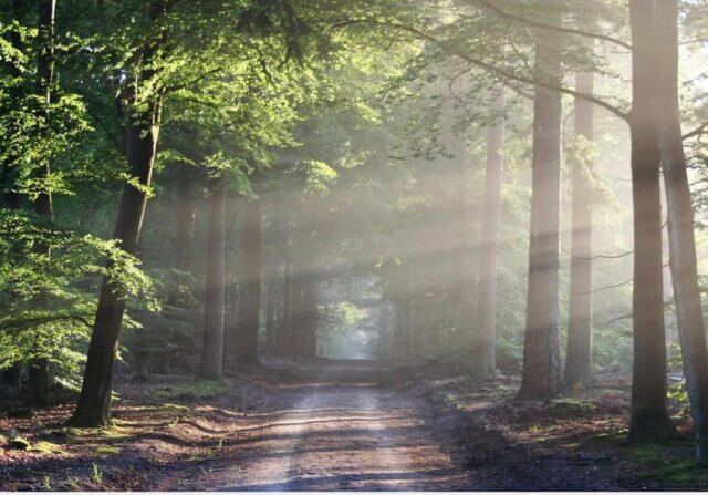 sunlit forest intuition