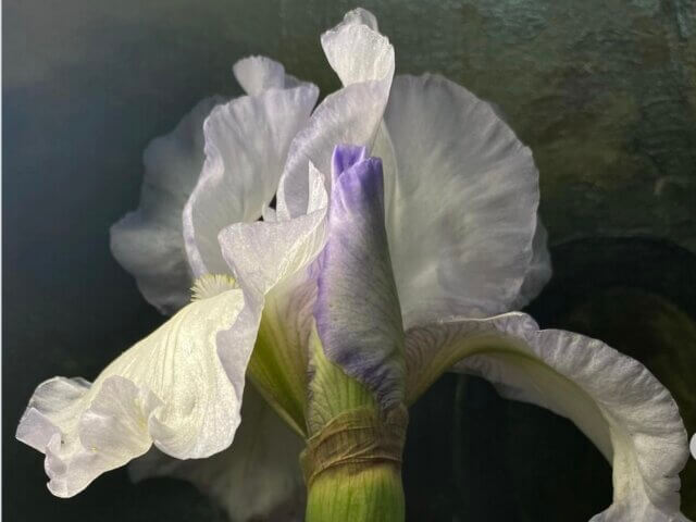 Iris flower by Manon Paardekoper