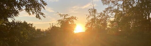 sunset through trees