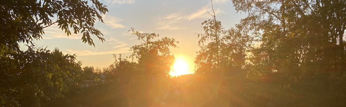 sunset through trees