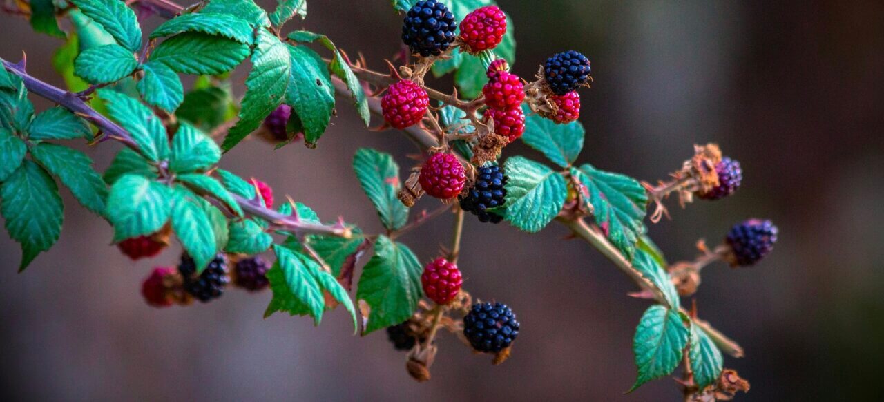 Raspberries on bush