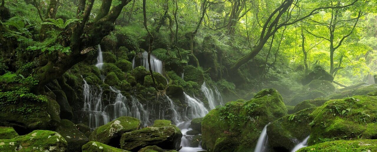 glen with moss