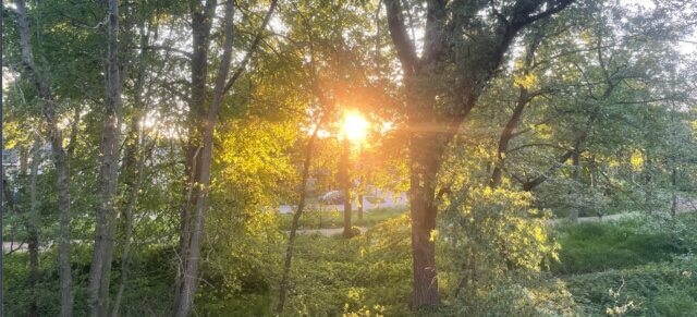 Sunlight filtering through trees - come home to yourself