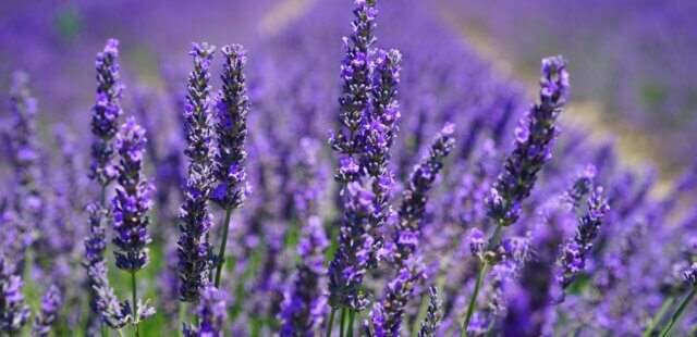 lavender field