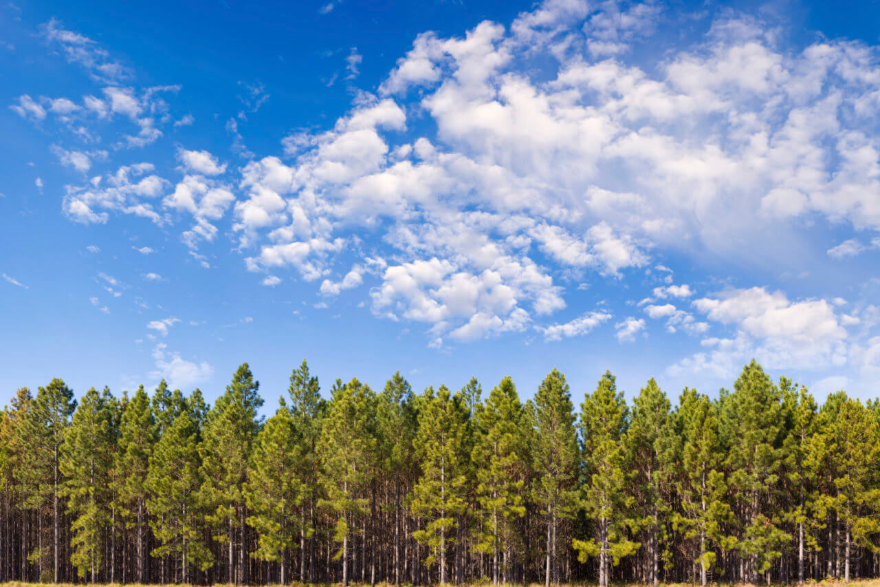 iStock_000006734454Medium pine trees