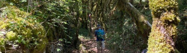 A person with a backpack walks alone along a narrow path through a lush, moss-covered forest.