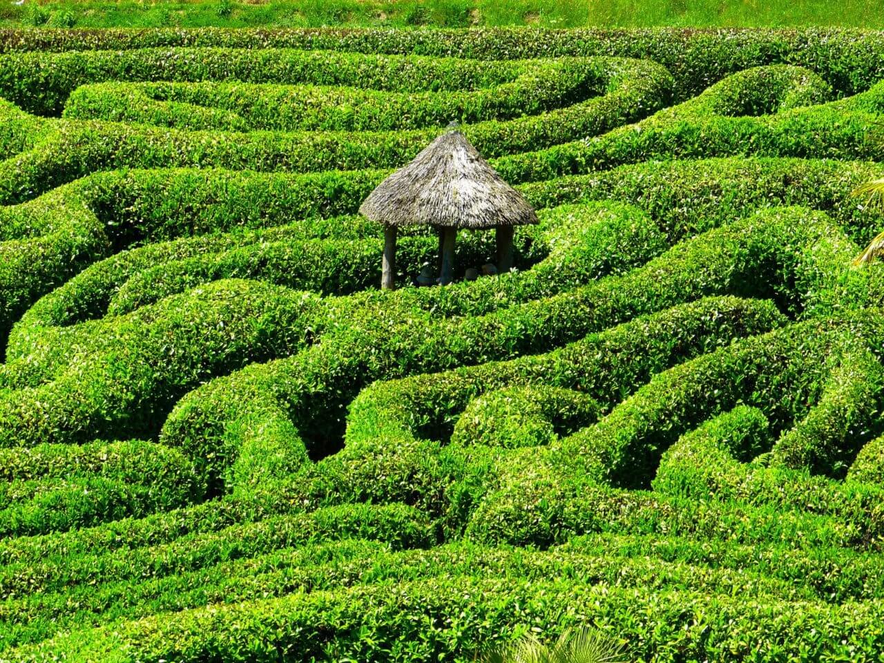 maze-cornwall