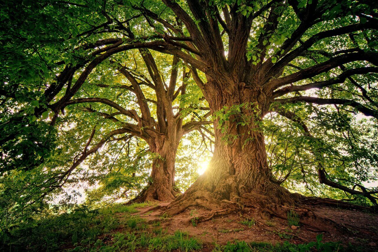 tree grounding